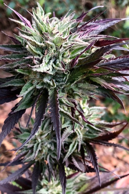 purple bud of a cannabis plant, strain is lemon diesel